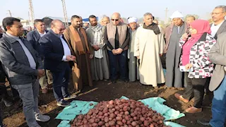 من بردنوها إلى الأسواق العالمية.. محافظ المنيا يشهد حصاد محصول البطاطس