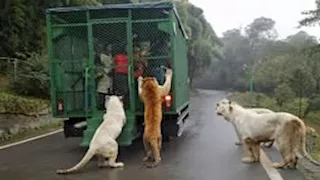 "أغرب حديقة حيوان".. البشر في أقفاص والحيوانات تتجول بـ حرية