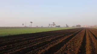 بالسطارة والبلانتر والمصاطب.. المنيا تستهدف زراعة 217 ألف فدان قمح