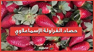 الفراولة الإسماعلاوي.. مواطنون يشاركون في موسم الحصاد