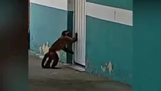 واقعة غريبة في البرازيل.. قرد يرعب السكان ويهاجمهم بسكين (فيديو وصور)