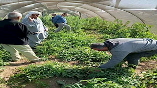 "الزراعة" تتابع منظومة مكافحة النمل الأبيض في الصعيد