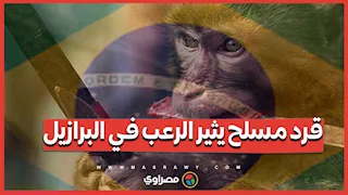 اقتحامات عدوانية وذعر بين السكان بسبب قرد يحمل سكين