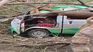 شجرة الدقي العجوز تنهي صمت شارع الزهراء بمصابة