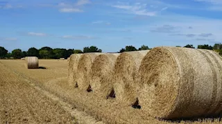 المغرب.. سخرية شعبية بعد قرار حكومي باستيراد "التبن" من البرازيل