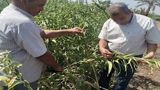 حصاد 2025 الزراعي في أسيوط.. طفرة في الإنتاج وحماية الرقعة الخضراء