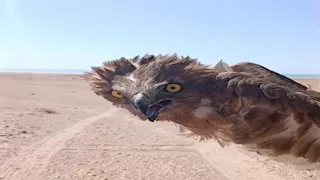 مواطن بشرم الشيخ ينقذ طائر "العقاب" المهاجر ويعيده إلى البرية (صور)