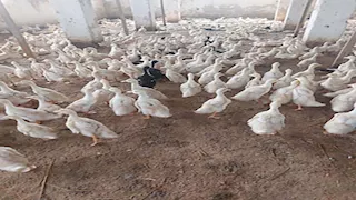 "الزراعة": تحصين 1.35 مليون طائر خلال نوفمبر.. وتفاصيل استعدادات الشتاء