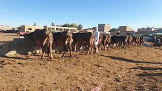 تحصين 287 ألف رأس ماشية خلال حملة للطب البيطري في الدقهلية