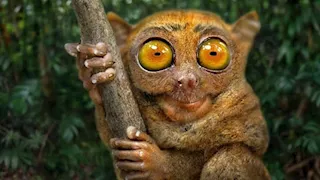 غريبة ونادرة.. 5 كائنات حقيقية تبدو وكأنها من عالم آخر