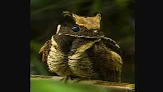 "صاحب الصوت الأكثر تميزا في الليل".. معلومات لا تعرفها عن طائر "التنين الصغير"