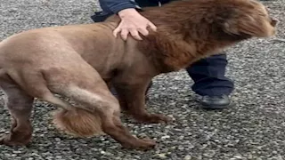 يشبه الأسد.. كلب يثير الرعب في لهذا السبب (صور)