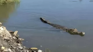 خبير صحة حيوانية يكشف السبب وراء ظهور تمساح الشرقية