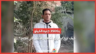 بـ3500 جنيه الكيلو.. كيف تزرع ليمون الكافيار الأغلى في مصر؟