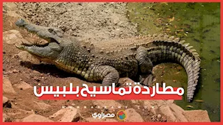 نصبوا الشباك 5 أيام.. مطاردة تماسيح بلبيس مستمرة والأهالي: استخبّوا خايفين