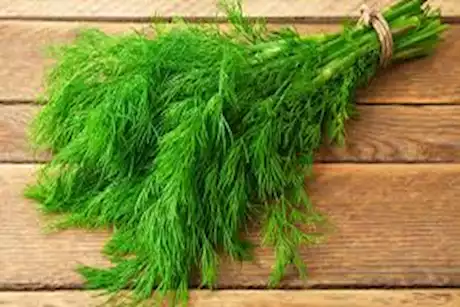 هل الشبت يحسن من صحة القلب؟