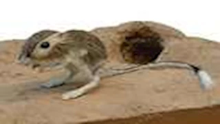 فأر يرتكب جريمة غريبة.. لن تتوقع ما حدث