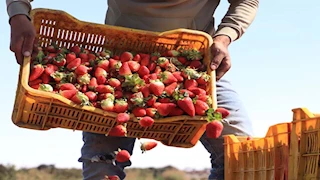 موسم الفراولة في مهب الريح.. صرخة مزارعي البحيرة: 700 ألف جنيه تكلفة الفدان