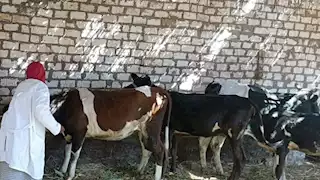 الزراعة: 214 قافلة بيطرية مجانية في 176 قرية في يونيو الماضي