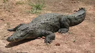 البيئة تكشف تفاصيل العثور على تمساح نيلي بشاطئ أبو تلات