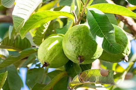 مضغ ورق الجوافة 3 مرات في الأسبوع- ماذا يحدث للجسم؟