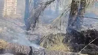 حريق يلتهم مزرعة نخيل في الوادي الجديد