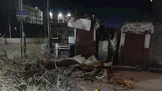  سقوط شجرة ضخمة بالشرقية يثير ذعر الأهالي.. ومطالبات بفحص الأشجار المتهالكة 