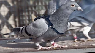 "مزاد عالمي" حمام زاجل بـ1.6 مليون يورو لهذا السبب 