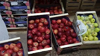 من الكمر للمستهلك.. رحلة فاكهة يحبها المصريون (صور)