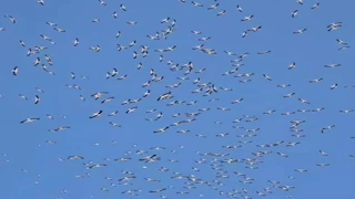 ألعاب بهلوانية لأسراب الطيور المهاجرة.. اللقلق الأبيض يبهر مواطني طور سيناء -صور