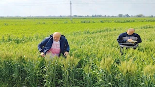 إجراءات من زراعة البحيرة لحماية محصول القمح  من التغيرات الجوية 