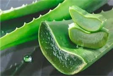 الصبار لنضارة الوجه.. 4 طرق لاستخدامه