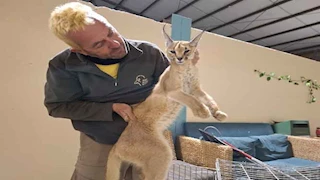 بالصور.. أنثى الوشق النادر تهاجم جنودًا إسرائيليين على الحدود المصرية