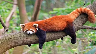 20 صورة مذهلة لـ ألطف المخلوقات على وجه الأرض- جمالها فريد 