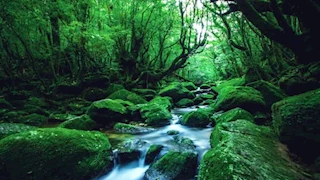 عجائب الدنيا.. 20 صورة لـ أجمل 9 غابات في العالم 