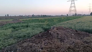 مزارعو الشرقية يتجهون لزراعة البنجر والبرسيم وسط انتقادات لسعر توريد القمح