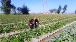 زراعة البحيرة: تحميل الثوم على زراعات الفراولة أعطى إنتاجية أفضل