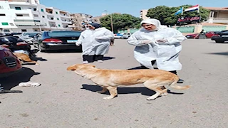  بالصور- انطلاق حملة تحصين كلاب الشوارع بلقاح السعار في بورفؤاد
