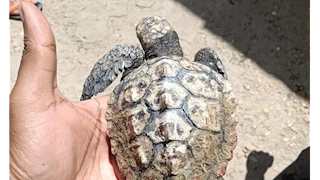 البيئة: إنقاذ 4 سلاحف بحرية بالتعاون بين محمية أشتوم الجميل والمجتمع المدني بدمياط