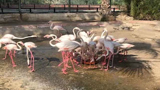 بمواليد وفصائل جديدة.. حديقة الحيوان بالإسكندرية تستعد لاستقبال زوارها في عيد الفطر (صور)