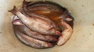 بعد تناول الأسماك المملحة..9  نصائح غذائية للوقاية من الانتفاخ والتقلصات