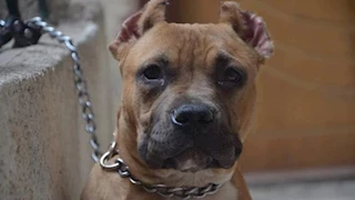 بعد واقعة "قصر المندي".. احذر اصطحاب الكلاب في الحدائق والشوارع العامة