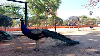 إقبال متوسط على حديقة الحيوان بالإسكندرية في أول أيام عيد الفطر - صور