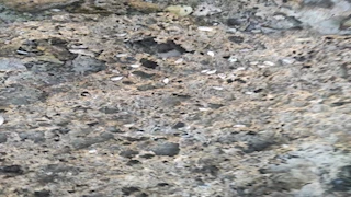 ظهور الصدف والشعاب المرجانية.. انحسار مياه البحر على شواطئ طور سيناء  