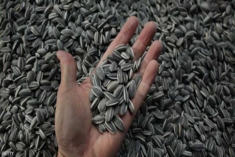 3 بذور تعزز صحة الأمعاء بفوائد مذهلة