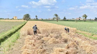 موسم حصاد ناجح.. الفيوم تواصل استقبال كميات ضخمة من القمح المحلي