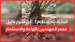 النخلة بتخلف كام؟.. كل أسرار نخيل مصر للمهتمين بالزراعة والاستثمار