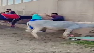 مطاردة بنكهة هولندية في حضرة الأهرامات.. حكاية فيديو حول سيدة إلى بطلة ورد فعل الشرطة (فيديو)