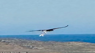 فيديو مرعب.. نسر  يخطف خروفا حديث الولادة ويحلق في السماء