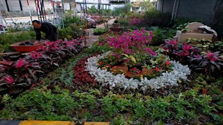 اليوم.. افتتاح معرض زهور الربيع في نسخته الـ92